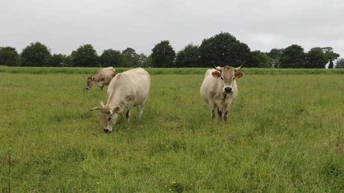 Le prix du bœuf grimpe, l'éleveur vend souvent à perte