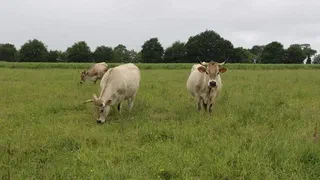 Le prix du bœuf grimpe, l'éleveur vend souvent à perte