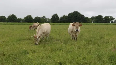 Le prix du bœuf grimpe, l'éleveur vend souvent à perte