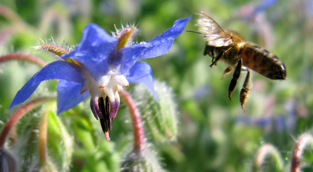 La plupart des abeilles testées portent de minuscules particules magnétiques