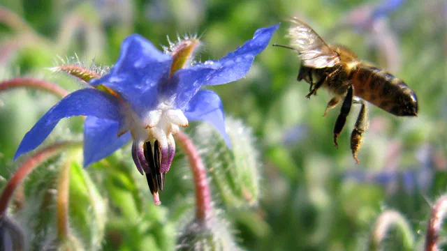 La plupart des abeilles testées portent de minuscules particules magnétiques