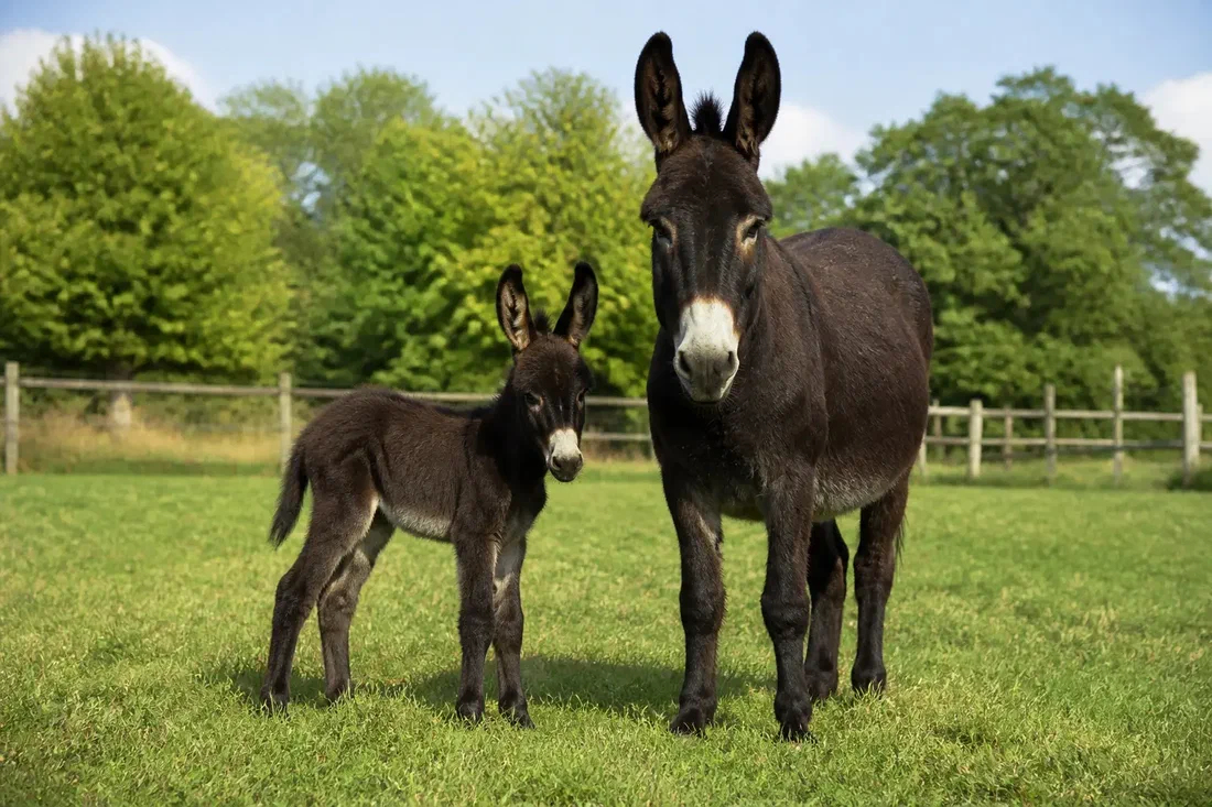 À Nouzilly, la naissance de Qualypso ouvre une voie pour sauver le Grand Noir du Berry