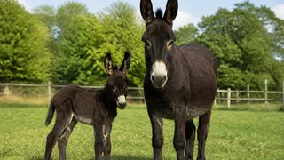 À Nouzilly, la naissance de Qualypso ouvre une voie pour sauver le Grand Noir du Berry