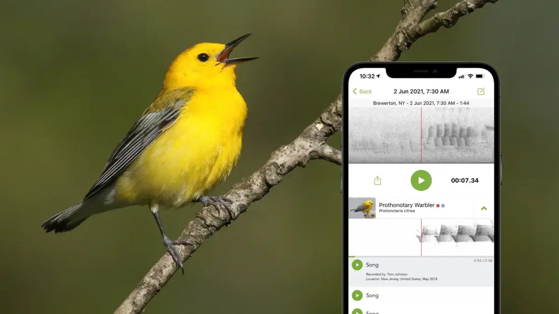Une application gratuite met un nom sur le chant des oiseaux, sans réseau