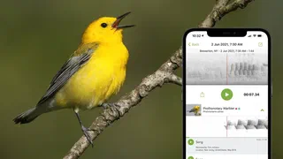 Une application gratuite met un nom sur le chant des oiseaux, sans réseau