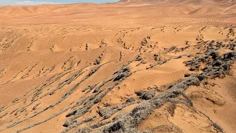 Dans le désert le plus sec du monde, des plantes qui ne boivent jamais de pluie