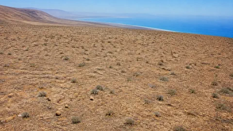 Dans le désert le plus sec du monde, des plantes qui ne boivent jamais de pluie