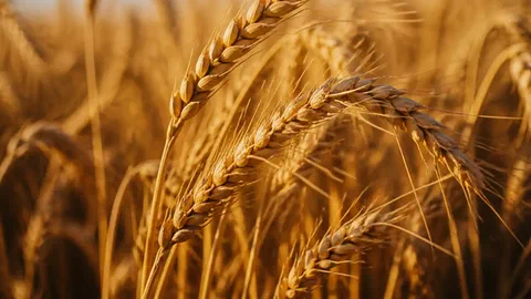 Le blé et l'orge ont gardé en réserve des gènes pour affronter le climat