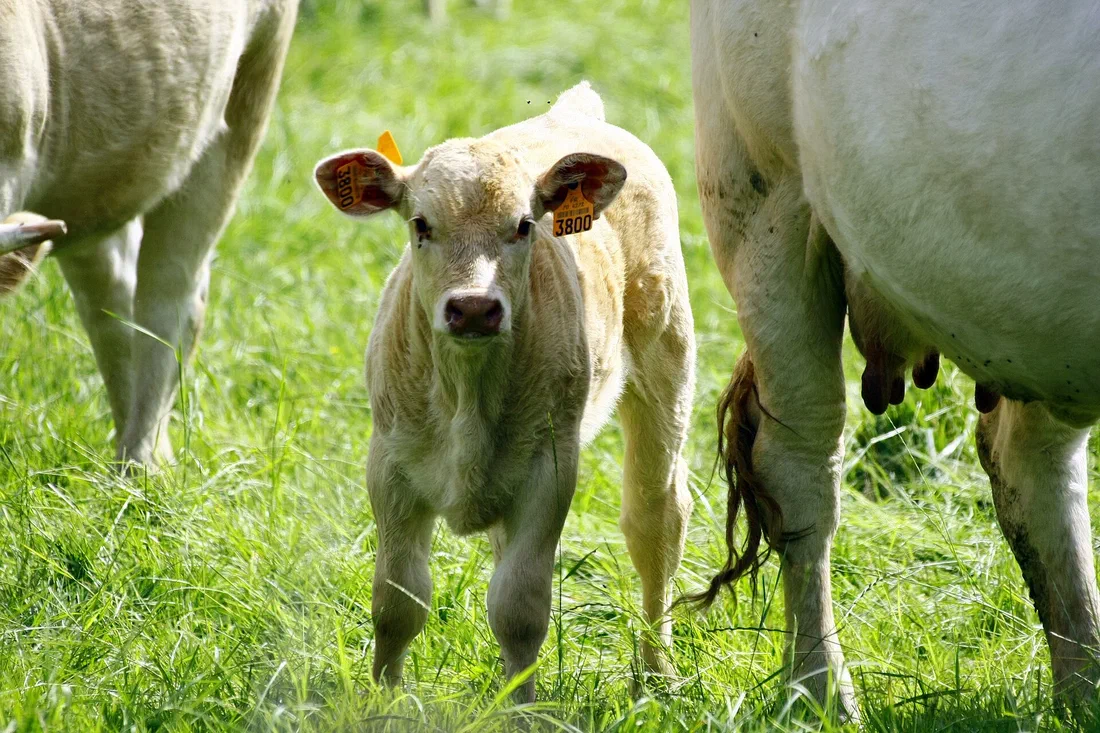 Un veau Blonde d'Aquitaine debout dans l'herbe d'un pré, à côté d'une vache