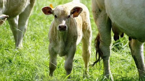 Un veau Blonde d'Aquitaine debout dans l'herbe d'un pré, à côté d'une vache