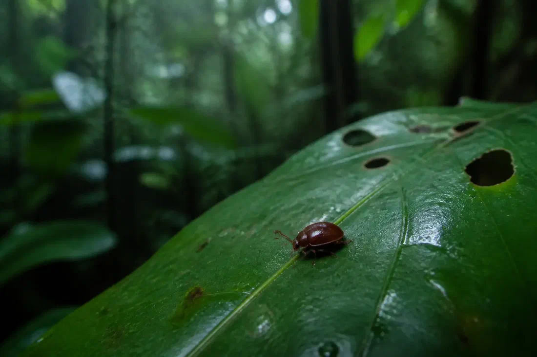 À Bornéo, des amateurs donnent un nom à des insectes que la science n'avait jamais vus
