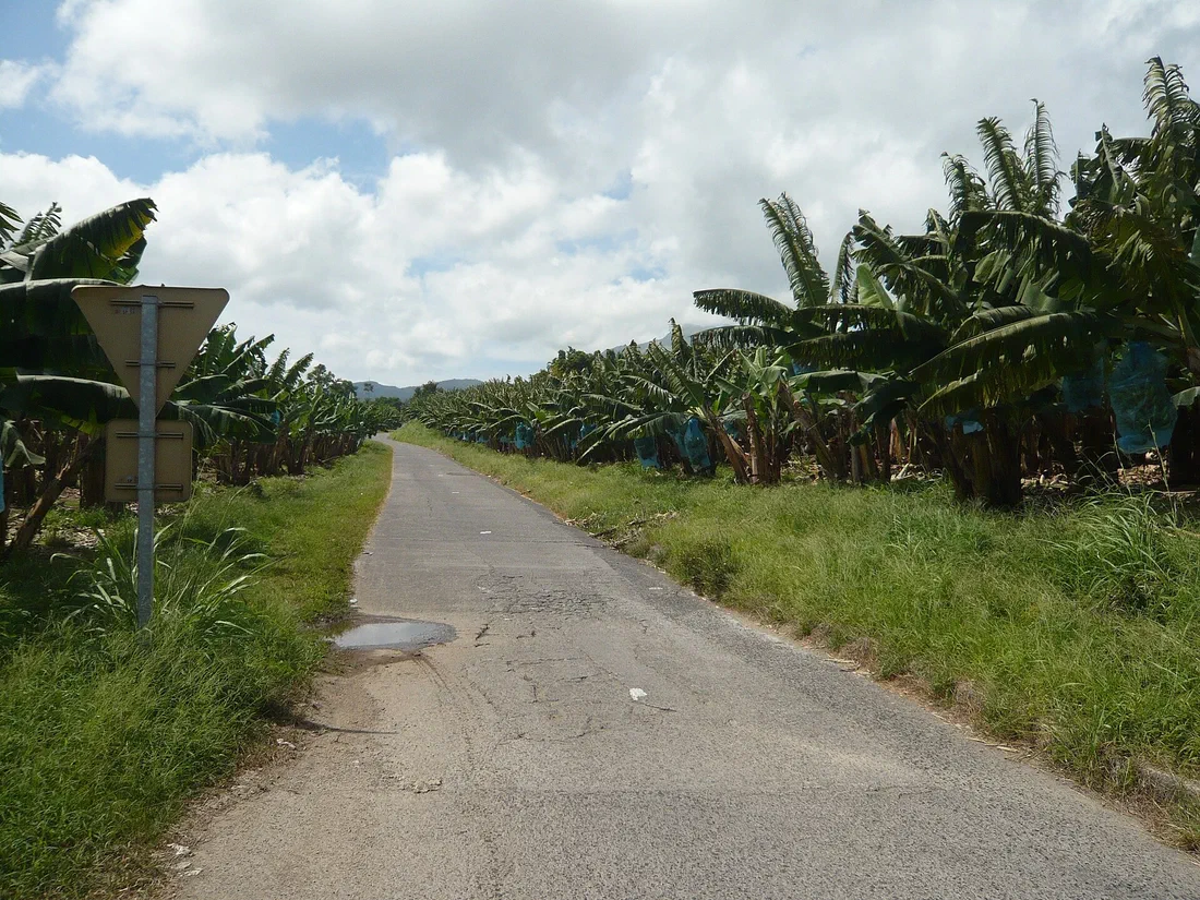 Chlordécone aux Antilles : il recule dans le sang, il reste dans les sols