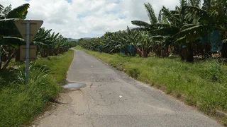 Chlordécone aux Antilles : il recule dans le sang, il reste dans les sols