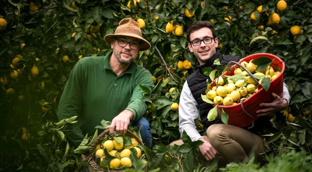 Le citron le plus au nord du monde renaît sur les collines de Menton