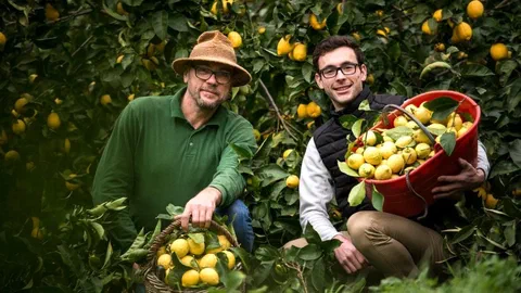 Le citron le plus au nord du monde renaît sur les collines de Menton