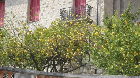 Le citron le plus au nord du monde renaît sur les collines de Menton