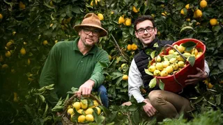 Le citron le plus au nord du monde renaît sur les collines de Menton