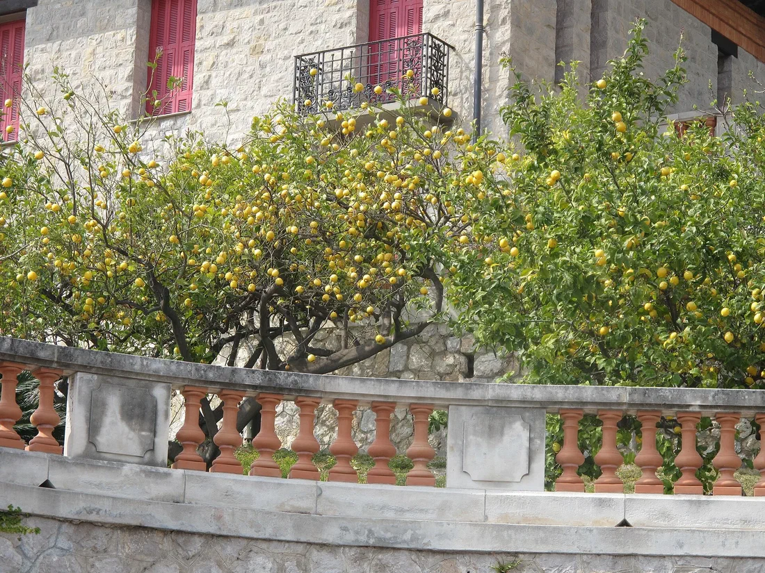 Le citron le plus au nord du monde renaît sur les collines de Menton