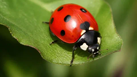 La coccinelle fabrique son rouge, elle ne le mange pas