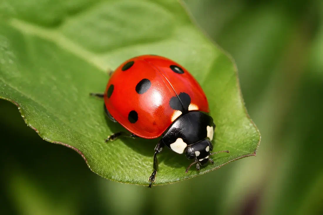 La coccinelle fabrique son rouge, elle ne le mange pas