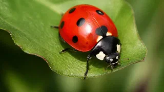 La coccinelle fabrique son rouge, elle ne le mange pas