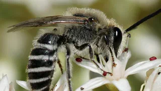 Les abeilles sauvages de France ont désormais leur code-barres ADN