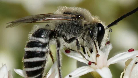 Les abeilles sauvages de France ont désormais leur code-barres ADN