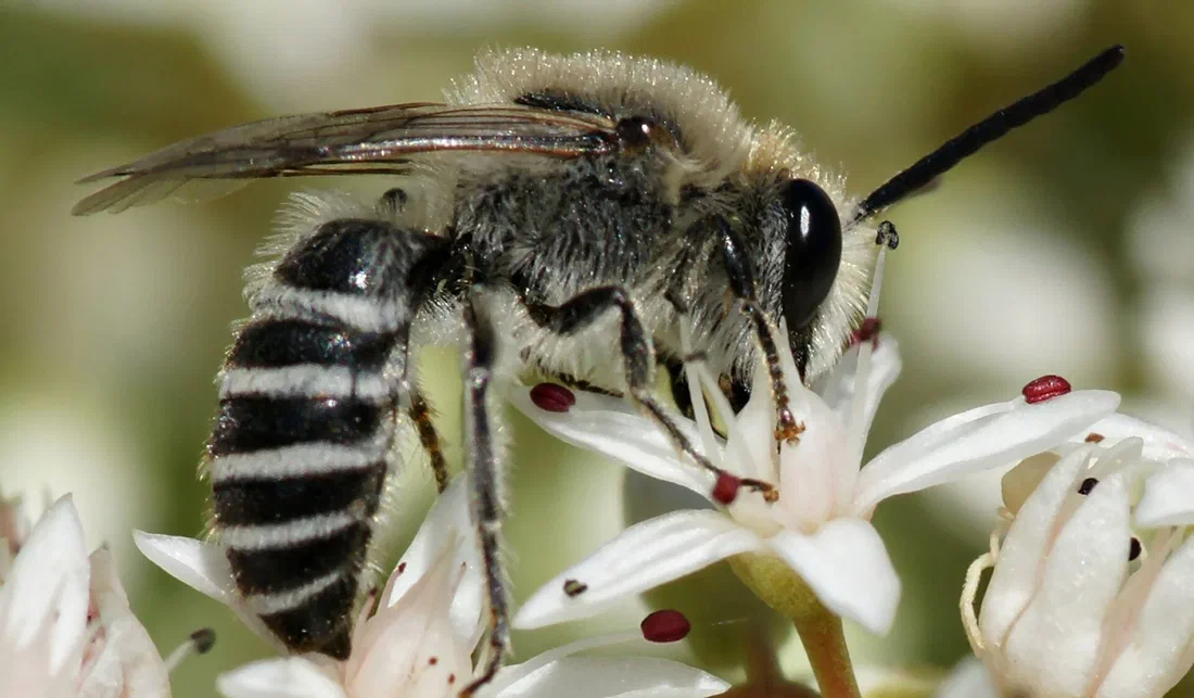 Les abeilles sauvages de France ont désormais leur code-barres ADN