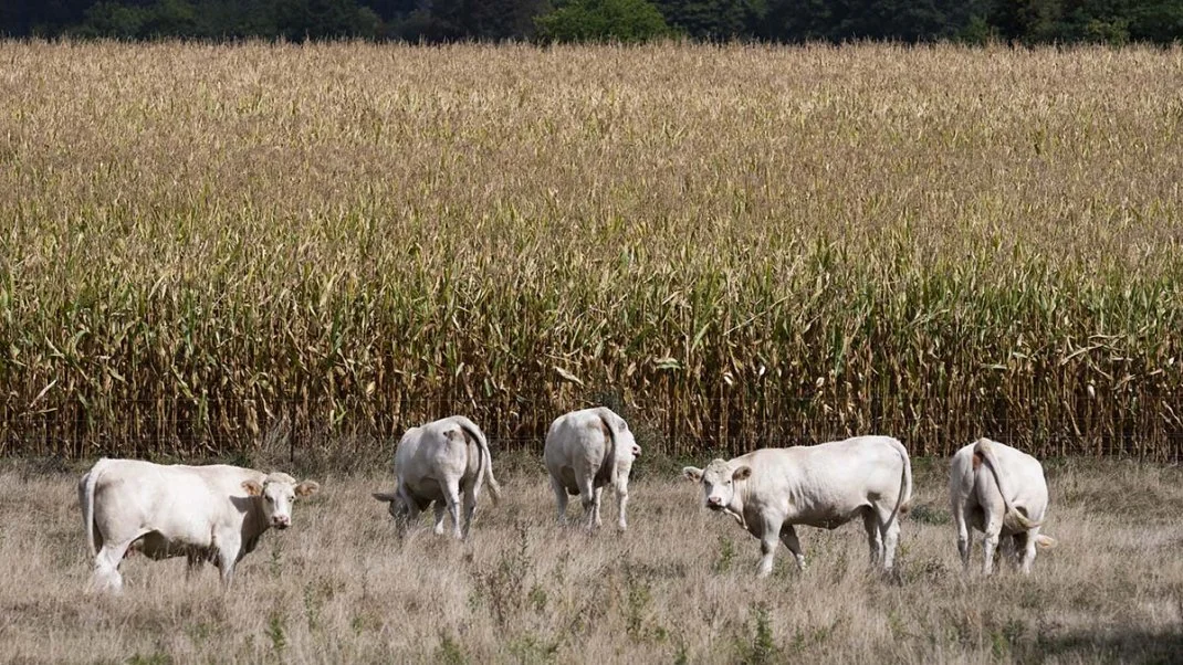 Climat : l'adaptation coûte déjà des milliards, surtout de l'argent public