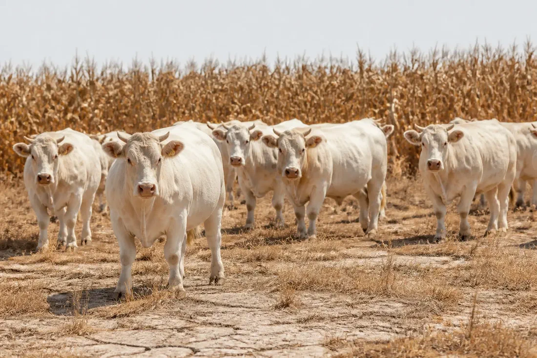 Climat : l'adaptation coûte déjà des milliards, surtout de l'argent public
