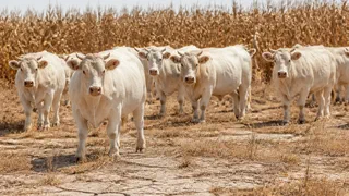Climat : l'adaptation coûte déjà des milliards, surtout de l'argent public