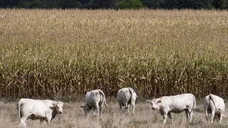 Climat : l'adaptation coûte déjà des milliards, surtout de l'argent public