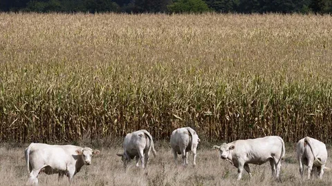 Climat : l'adaptation coûte déjà des milliards, surtout de l'argent public