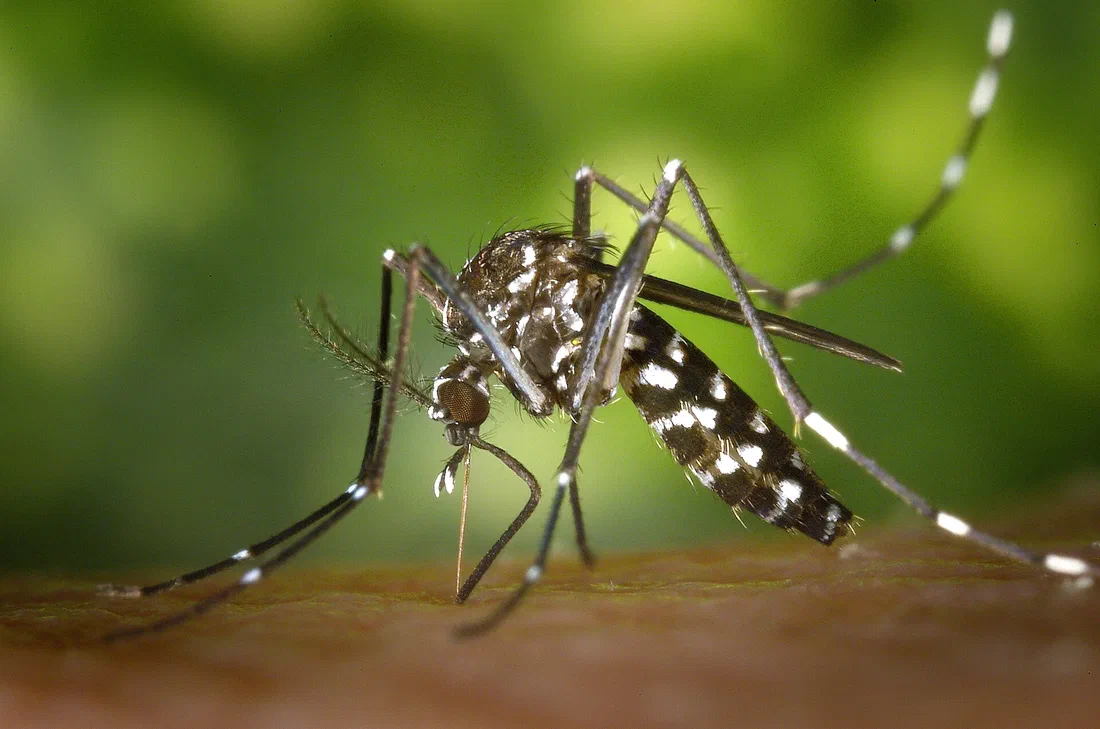 Dengue et West Nile : ce qui a fait circuler ces virus en France