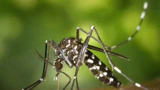 Dengue et West Nile : ce qui a fait circuler ces virus en France