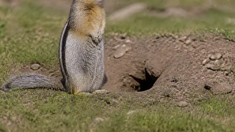 Chaque hiver, cet écureuil défait son cerveau. Au réveil, ses souvenirs sont là.