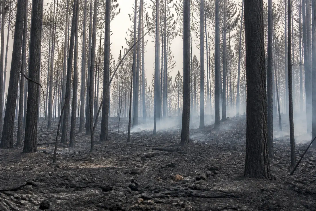 Feux de forêt : 2026 bat tous les records de surface, sur une végétation asséchée