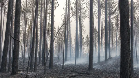Feux de forêt : 2026 bat tous les records de surface, sur une végétation asséchée