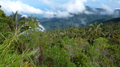 Forêt de montagne tropicale couverte de palmiers et de brume, vue depuis la Cuchilla de San Lorenzo, dans la Sierra Nevada de Santa Marta