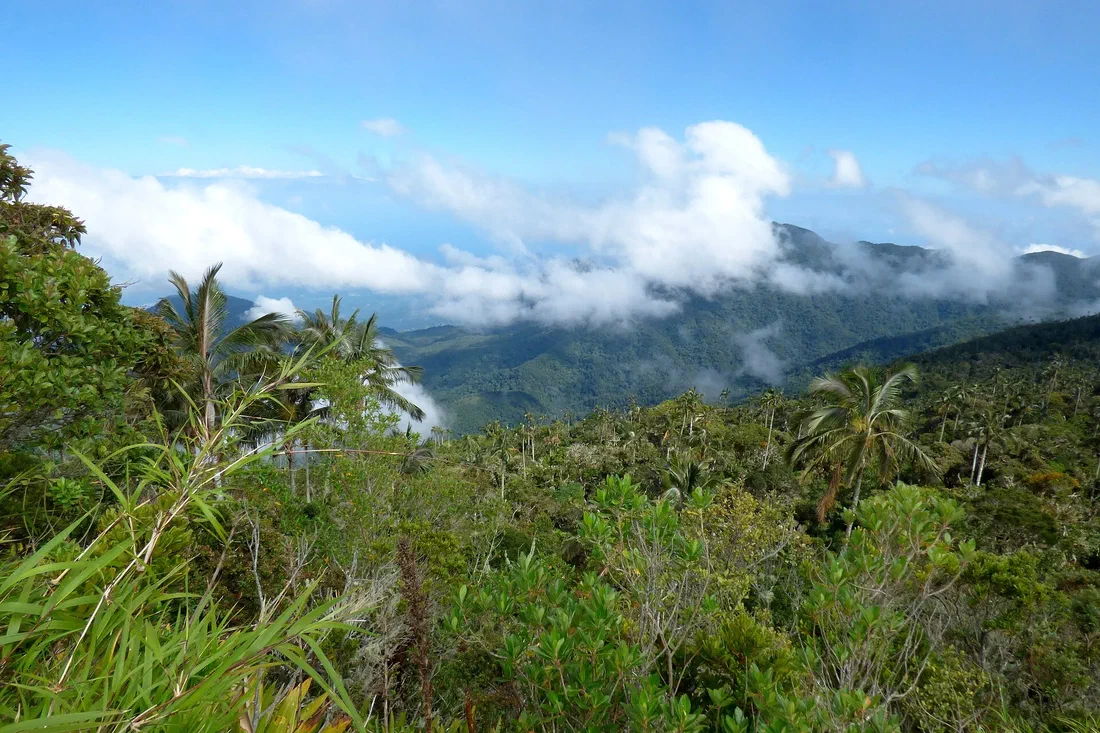 Forêt de montagne tropicale couverte de palmiers et de brume, vue depuis la Cuchilla de San Lorenzo, dans la Sierra Nevada de Santa Marta