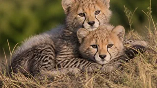 Quatre bébés guépards sont nés à La Flèche, une naissance rare chez ce félin