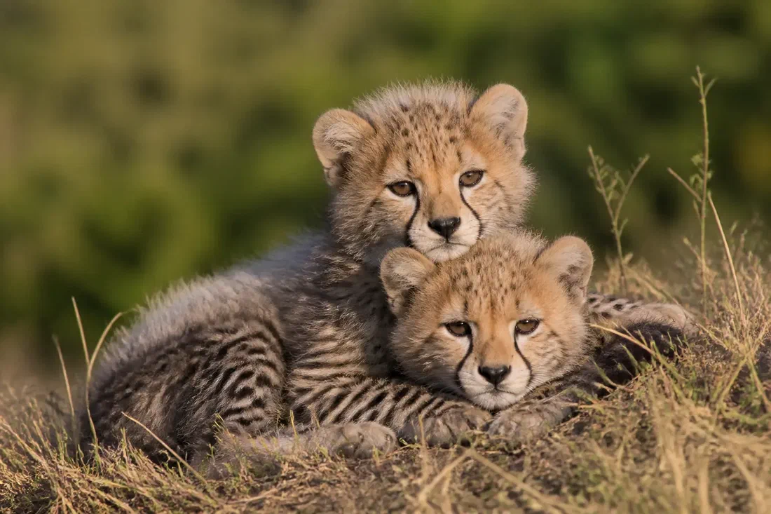 Quatre bébés guépards sont nés à La Flèche, une naissance rare chez ce félin
