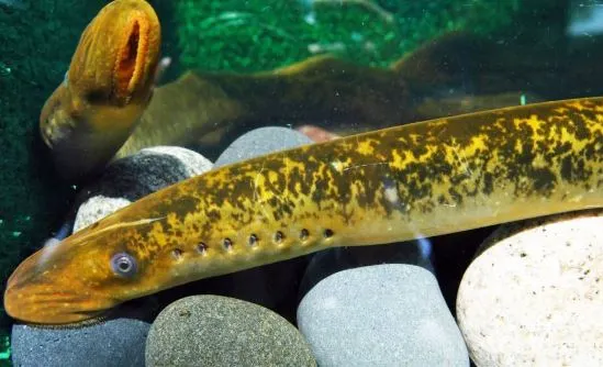 Le grand poisson des Grands Lacs, donné pour perdu, est revenu