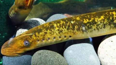 Le grand poisson des Grands Lacs, donné pour perdu, est revenu