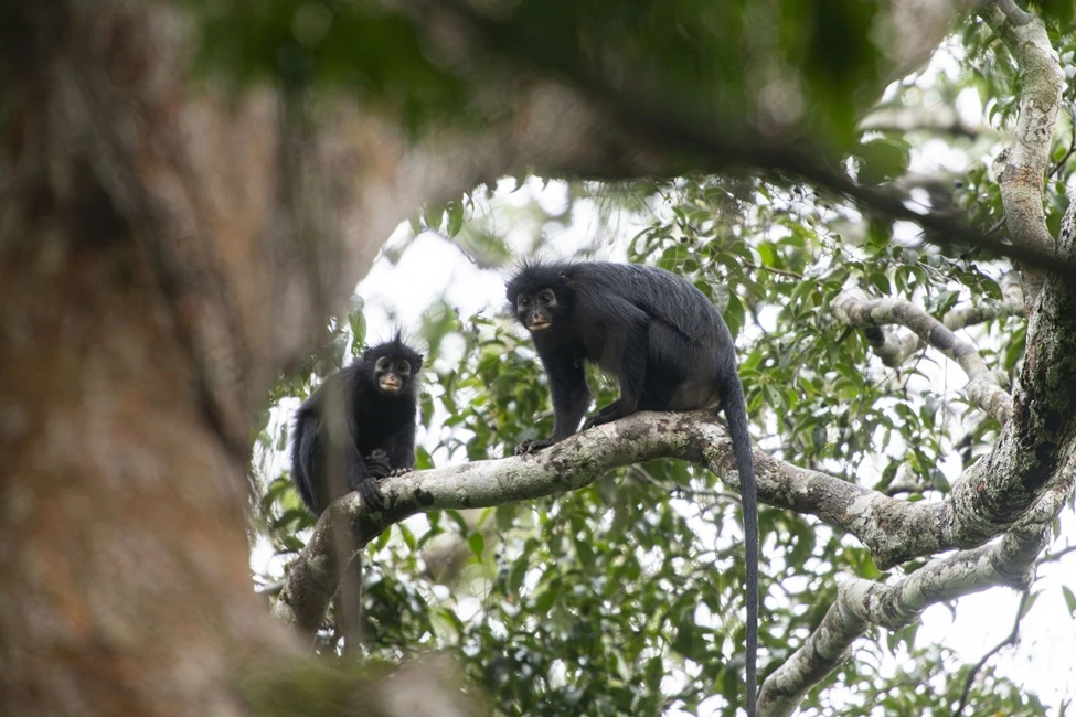 Un singe aux lèvres orange sort de la forêt du Congo, révélé par ceux qui la connaissent