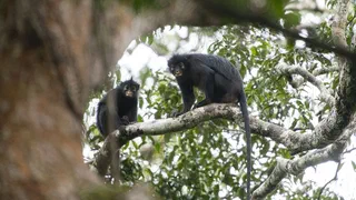 Un singe aux lèvres orange sort de la forêt du Congo, révélé par ceux qui la connaissent