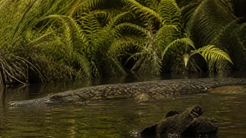 Un reptile marin nageait dans les lacs de Provence il y a 84 millions d'années