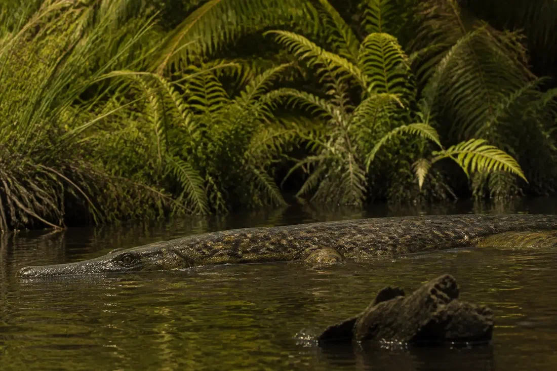 Un reptile marin nageait dans les lacs de Provence il y a 84 millions d'années