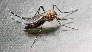 À Carmaux, une dengue attrapée sans avoir quitté la France