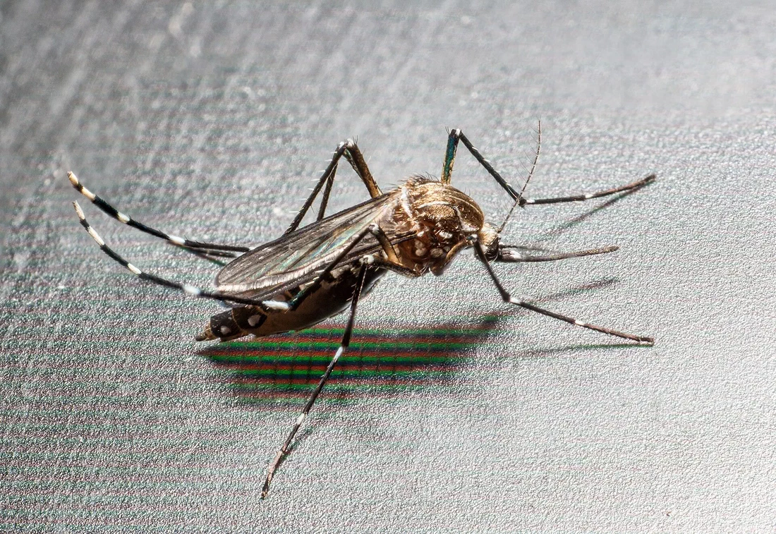 À Carmaux, une dengue attrapée sans avoir quitté la France